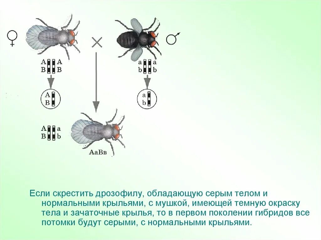 Сцепленное наследование мухи дрозофилы. Сцепленное наследование Морган дрозофила. Скрещивание мухи дрозофилы схема. Мушка дрозофила генетика.