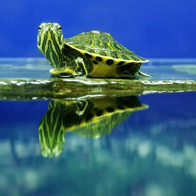 Красивая черепаха. Красноухая водоплавающая черепаха. Морская черепаха красноухая. Черепаха водная красноухая. Маленькие красноухие черепахи.