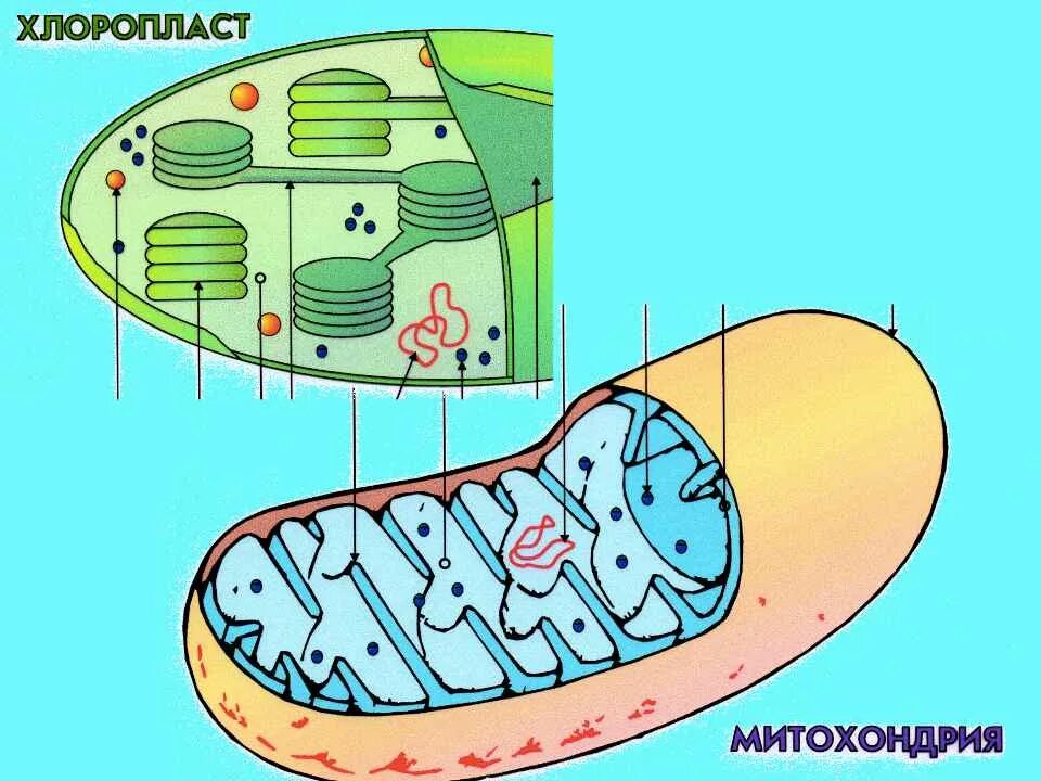 Признаки митохондрий и хлоропластов. Митохондрии и хлоропласты. Строение митохондрии и хлоропласта рисунок. Строение хлоропласта ЕГЭ биология. Строение митохондрии и хлоропласта.