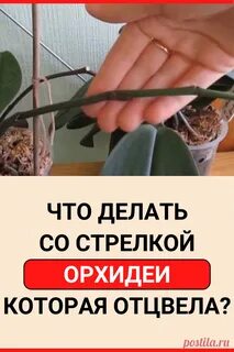 Отцвела орхидея что дальше с ней делать