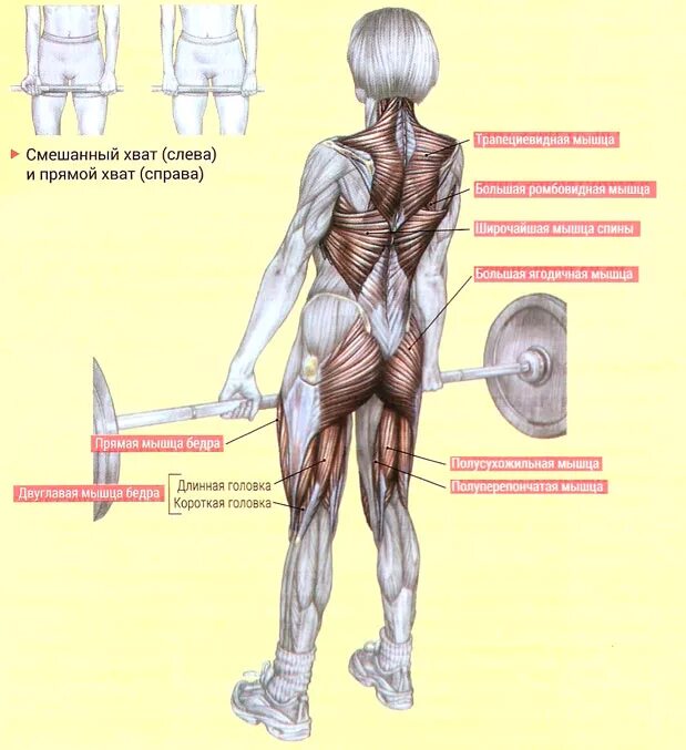 Тяга мышц. Мышцы задействованные при румынской тяге. Мышцы задействованные в становой тяге. Мышцы задействованные при становой тяге сумо. Мышцы при становой тяге со штангой.