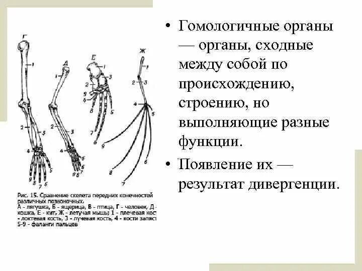 Дивергенция гомологичные и аналогичные. Гомологичные органы. Происхождение гомологичных органов. Гомологичное строение. Гомологичные органы растений.