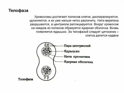 Хромосомы деспирализуются