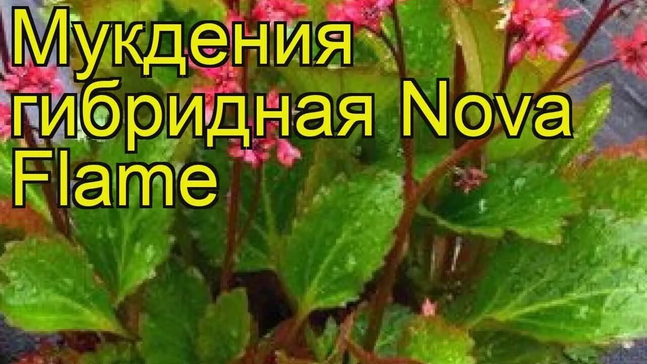 Мукдения Карасуба. Мукдения Nova Flame. Мукдения гибридная Nova Flame. Мукдения Karasuba описание. Нова флейм