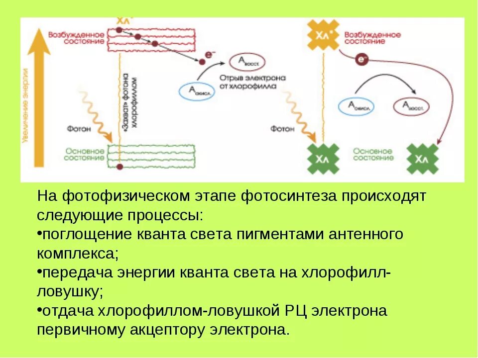 Появление фотосинтеза эра. Темновая фаза фотосинтеза процессы. Фотосинтез свет хлорофилл световая фаза. Фотосинтез 10 класс биология фотосинтез. Схема процесса фотосинтеза 9 класс.