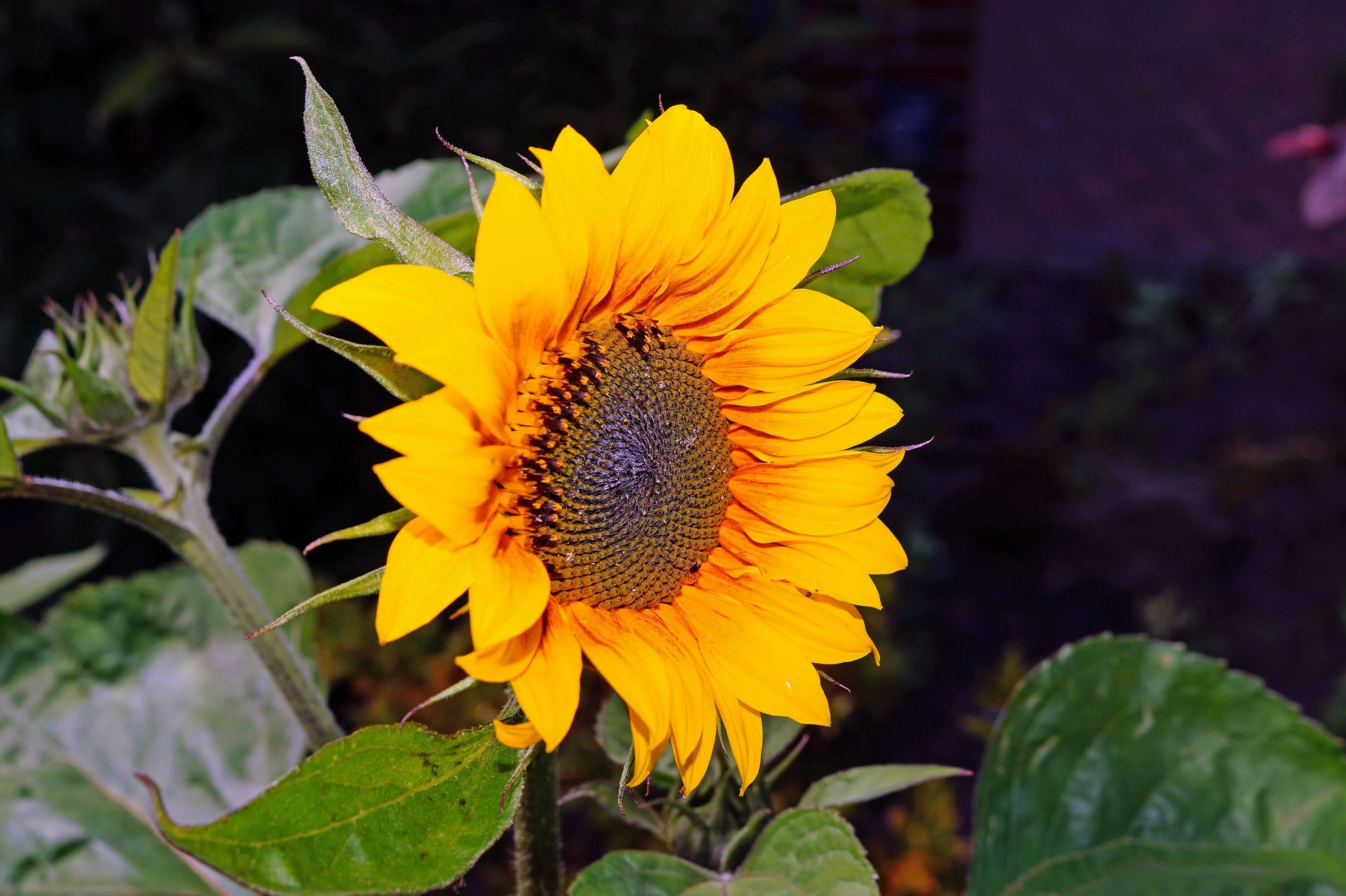 Подсолнух Гелиантус. Helianthus “Black Beauty”. Что обозначают цветы Подсолнухи. Подсолнечник язык цветов. Подсолнух значение