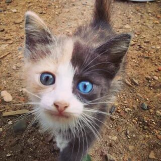 Бедный котик