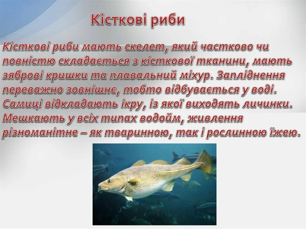 Ошибки риб. Кісткові риби. образ жизни лоцман риби.