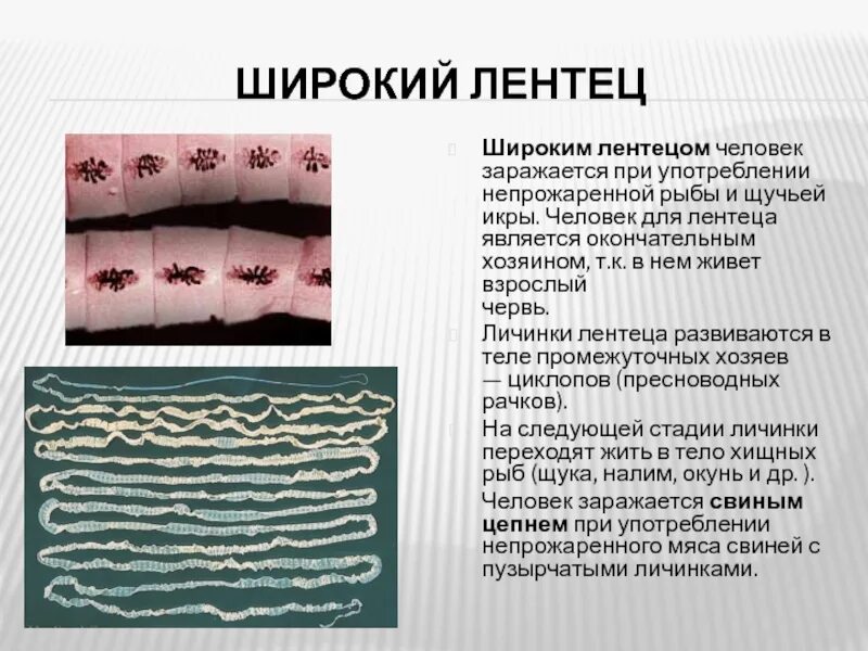 Широкий лентец какой. Широкий лентец какой