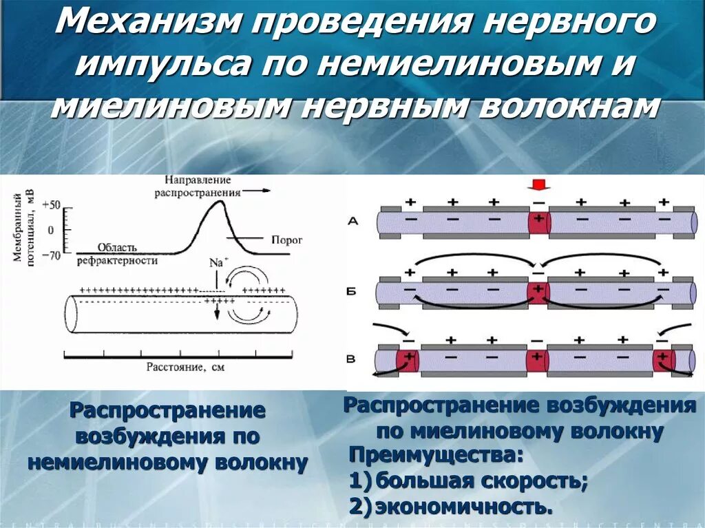 Этапы прохождения импульса. Механизм проведения импульса по безмиелиновым. Механизм возбуждения миелиновым волокнам. Механизм проведения возбуждения по миелиновым нервным волокнам. Механизм проведения импульсов по нервному волокну.