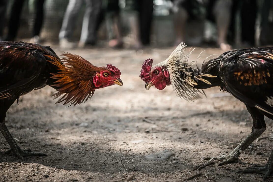 Cock fight. Хуруз. Боевой петух.