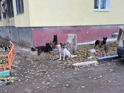 Бродячие собаки 2024