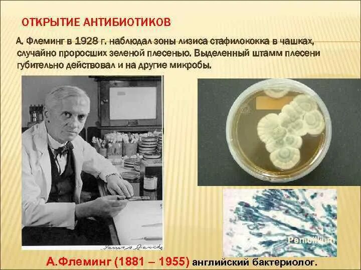 Плесень флеминга. Антибиотики пенициллин Флеминг. Антибиотик 1928 Флеминг. Флеминг микробиология открытия. Флеминг пенициллин открытие.