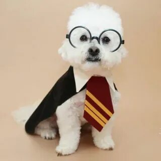 Pin pup fan