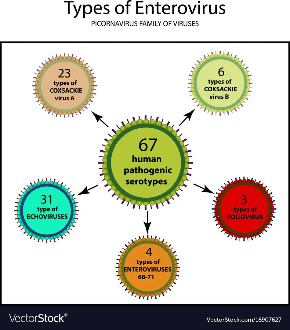 Types of viruses. Enterovirus Family.