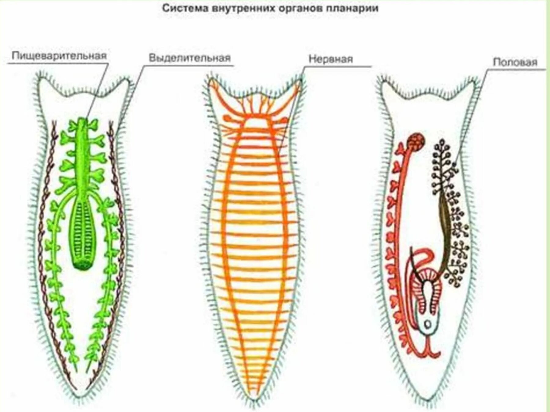 Система ресничных червей. Ресничные черви пищеварительная система. Пищеварительная система белой планарии. Пищеварительная система плоских червей. Нервная система планврр белой.