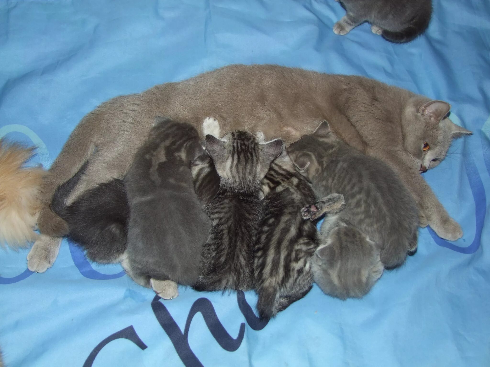 Кошки после рождения котят. Новорожденные котята.