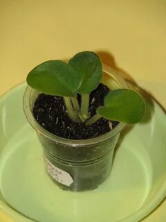 Укоренение черенков фиалками