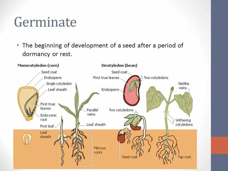 At the beginning of development. Seed structure. эвдикоты строение. types of roots. part of the seed germination.
