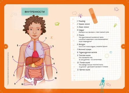 Строение ребенка внутренние органы