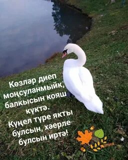 Ике аккош