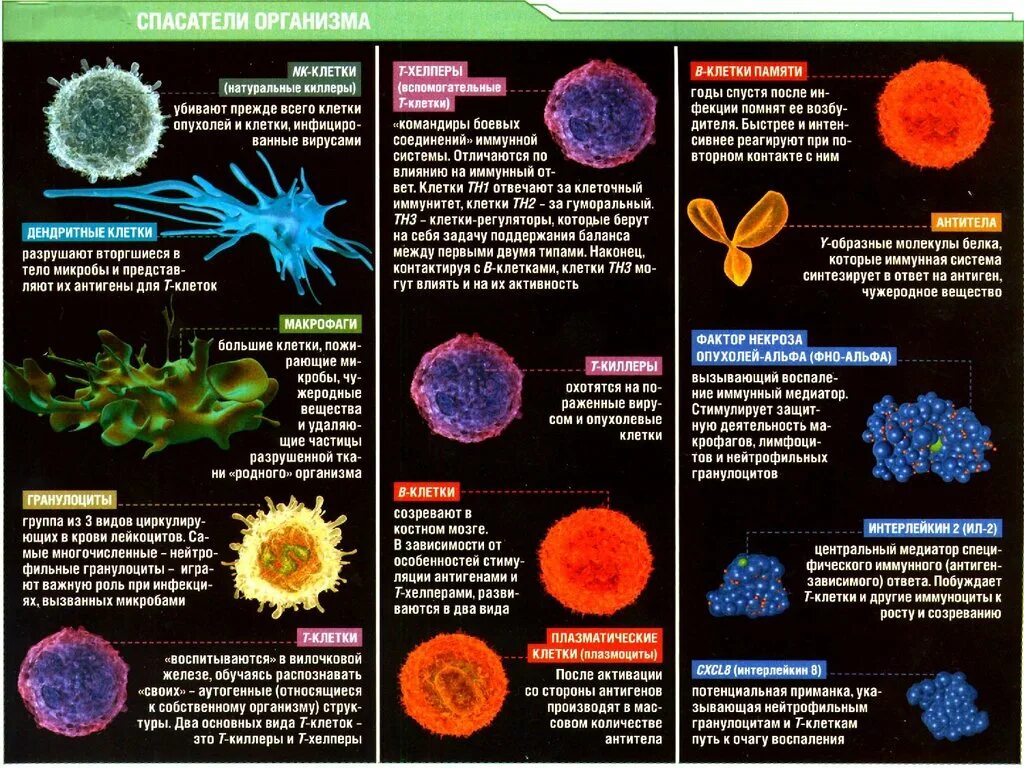 Вещества разрушающие клетку. Дендритные клетки иммунитет. Гуморальный иммунитет дендритные клетки. Разрушение клетки организма. Разновидности дендритных клеток.