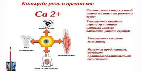 Функции кальция