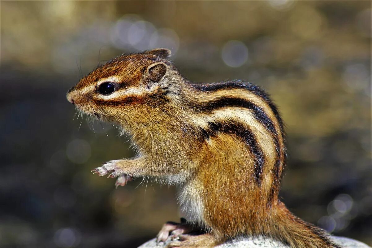 животное с 1 легким. сумчатый медведь коала австралия. карликовая лиса фенек. смешанные животные. эндемики австралии коала.