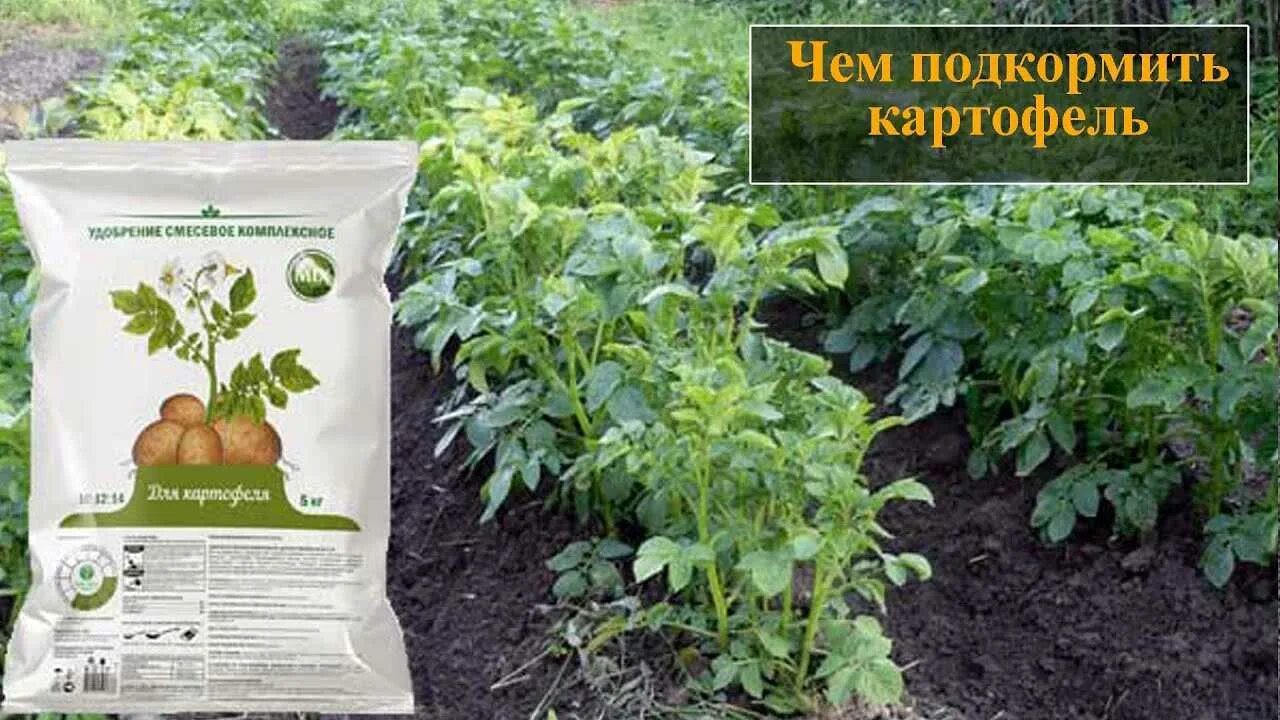 Какое удобрение для картофеля хорошего урожая. Удобрение для картофеля. подкормить картофель. удобрения под картофель. листовая подкормка картофеля.