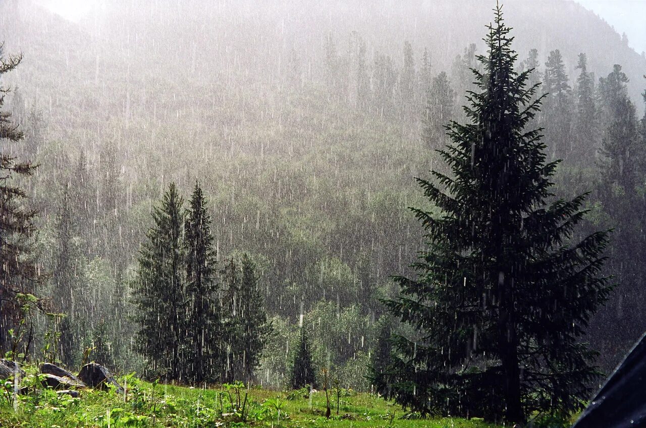 Осадки хвойных лесов. Лес после дождя. Дождь в еловом лесу. Хвойный лес дождь. Еловый лес дождь.