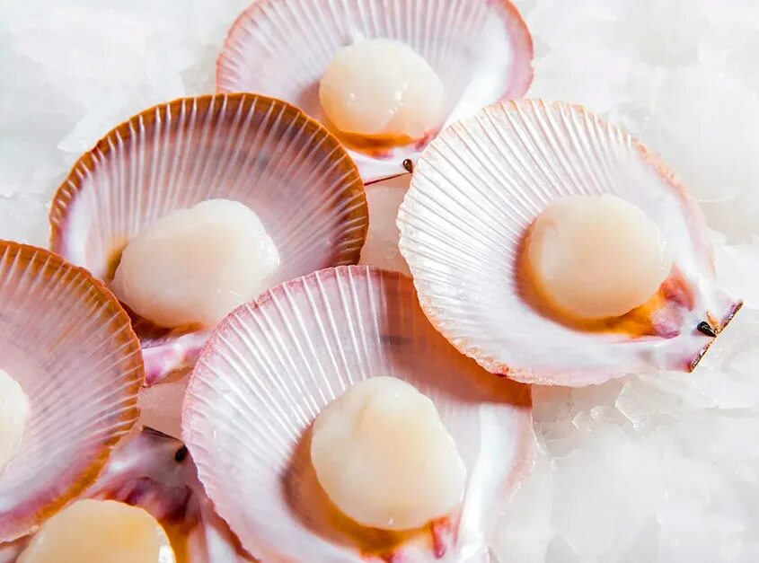 морской гребешок дальневосточный. гребешок медальоны. морской гребешок баренцева моря. ракушка гребешок. гребешок медальоны.
