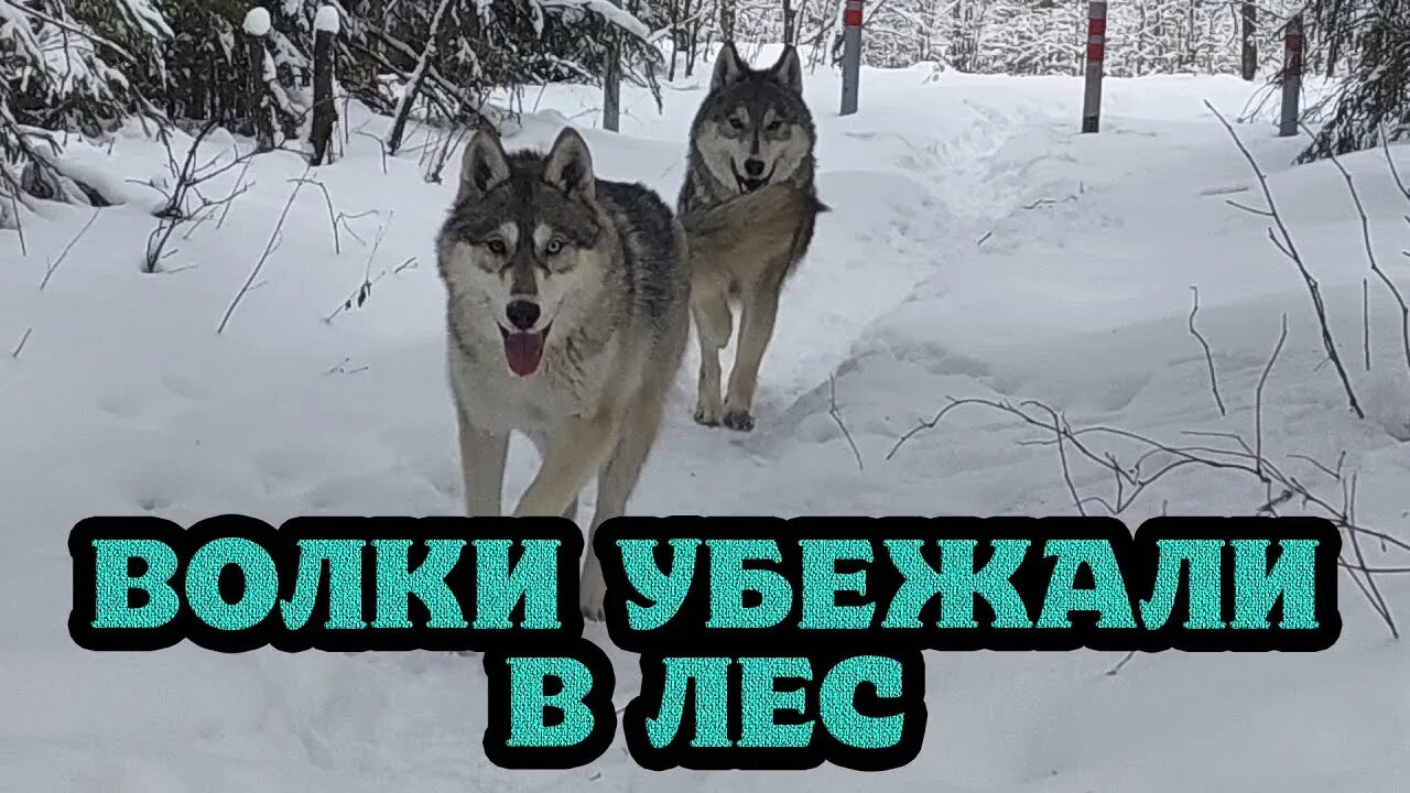 Волк убегал в него. Волкособ акелла. волк дрессировка. волк орфей.