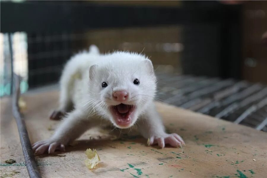 Норка малыш. Выдра черная озерная. Американская норка с детенышами. Американская норка с детенышами. Маленькие выдры.