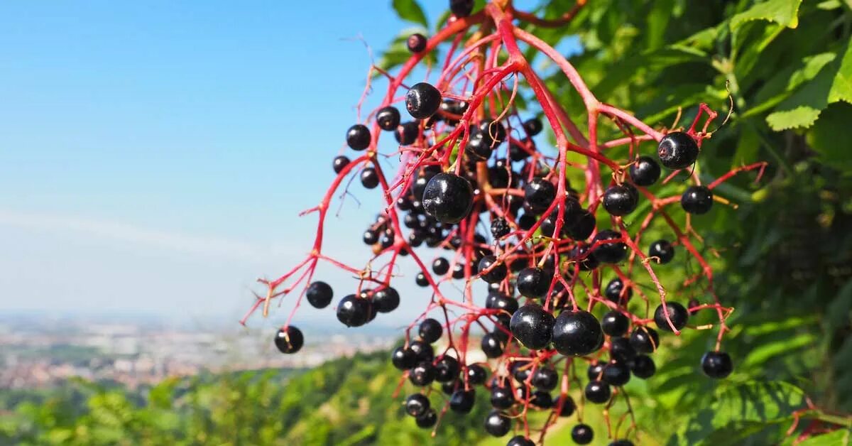Дикие фрукты род. Бузина (растение) ягоды. Черные ягоды Буш. Лунная ягода. Huckleberry растение.