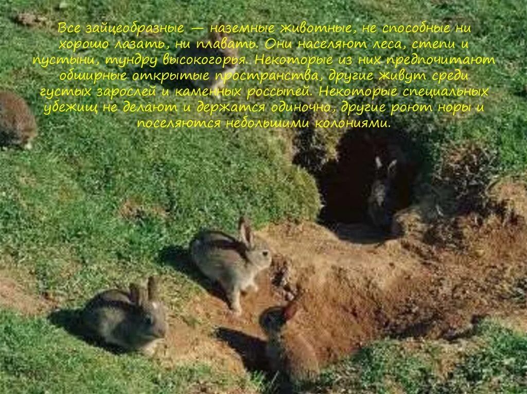 где живет заяц в норе. жилище зайца. нора зайца заячья нора. дикий кролик в норе. где живет заяц.