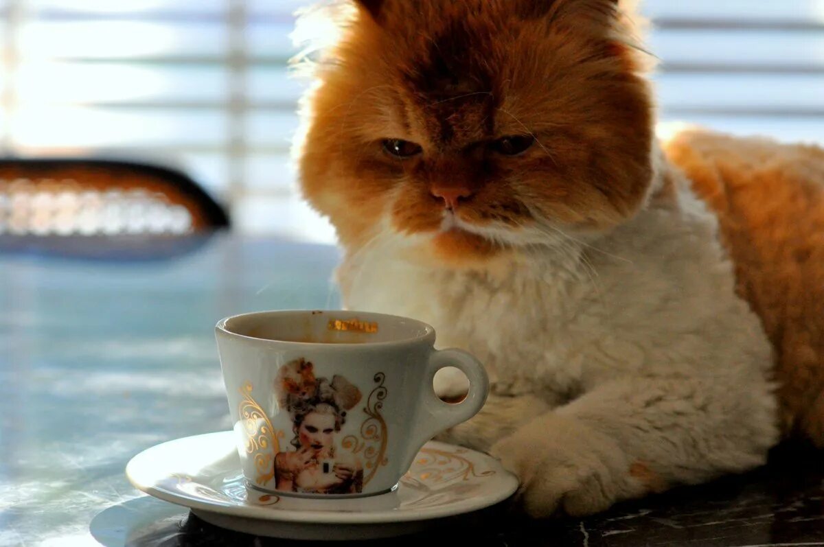Коты желающие доброго утра