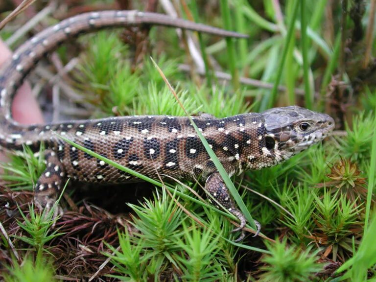 Lacerta Agilis. Живородящая ящерица. Террариум для прыткой ящерицы. Прыткая ящерица.