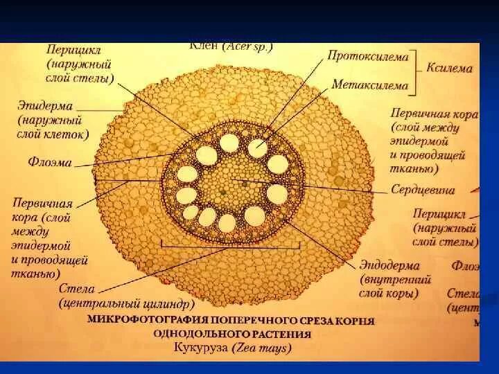 Центральный цилиндр корня. Срез корня двудольного растения под микроскопом. Поперечный срез стебля суккулентов. Поперечный срез стебля селягинеллы. Поперечный срез корня однодольного растения.
