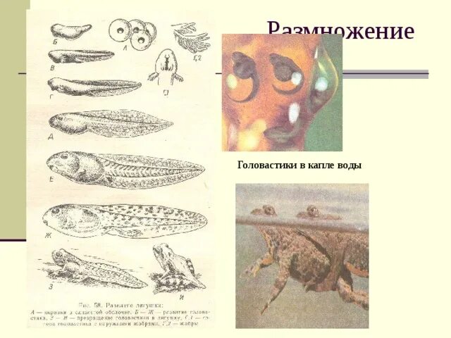 Нервная система и органы чувств амфибий. Строение пищеварительной системы лягушки. Головастик строение рисунок. Орган слуха у амфибий. Пройти земноводный.