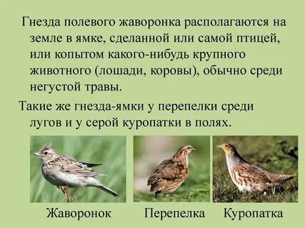 Почему столько произведений посвящено жаворонку 2
