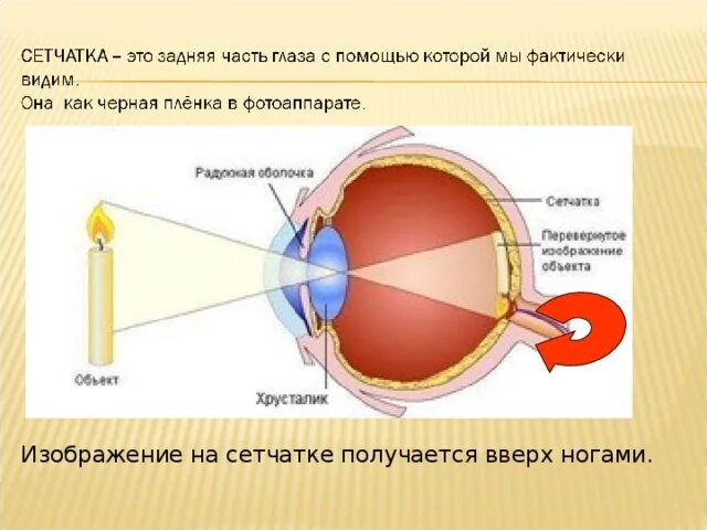 Изображение на сетчатке. Изображение на сетчатке получается. Изображение на сетчатке глаза. На сетчатке глаза изображение получается.