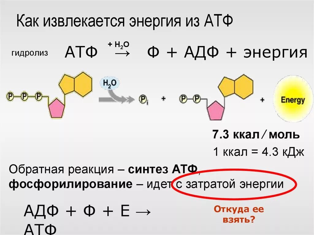 Атф запасание энергии. Реакция образования АДФ из АТФ. АДФ фосфат АТФ вода. Гидролиз молекулы АТФ. Реакция гидролиза молекулы АТФ.