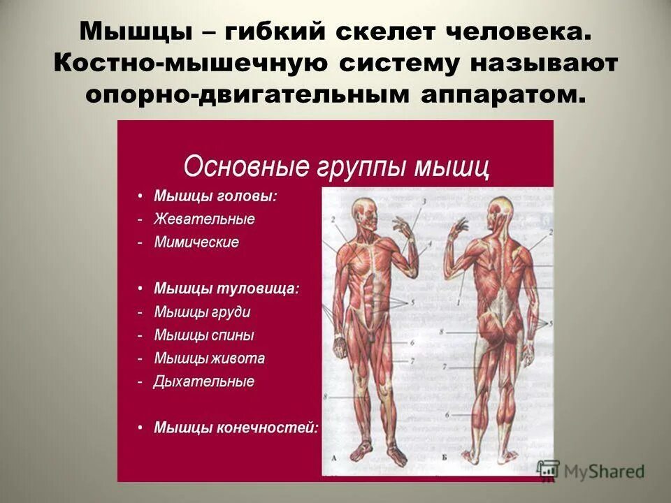 Зачем скелет. Мышцы человека презентация. Костно-мышечная система. Органы мышечной системы. Мышцы человека 4 класс.