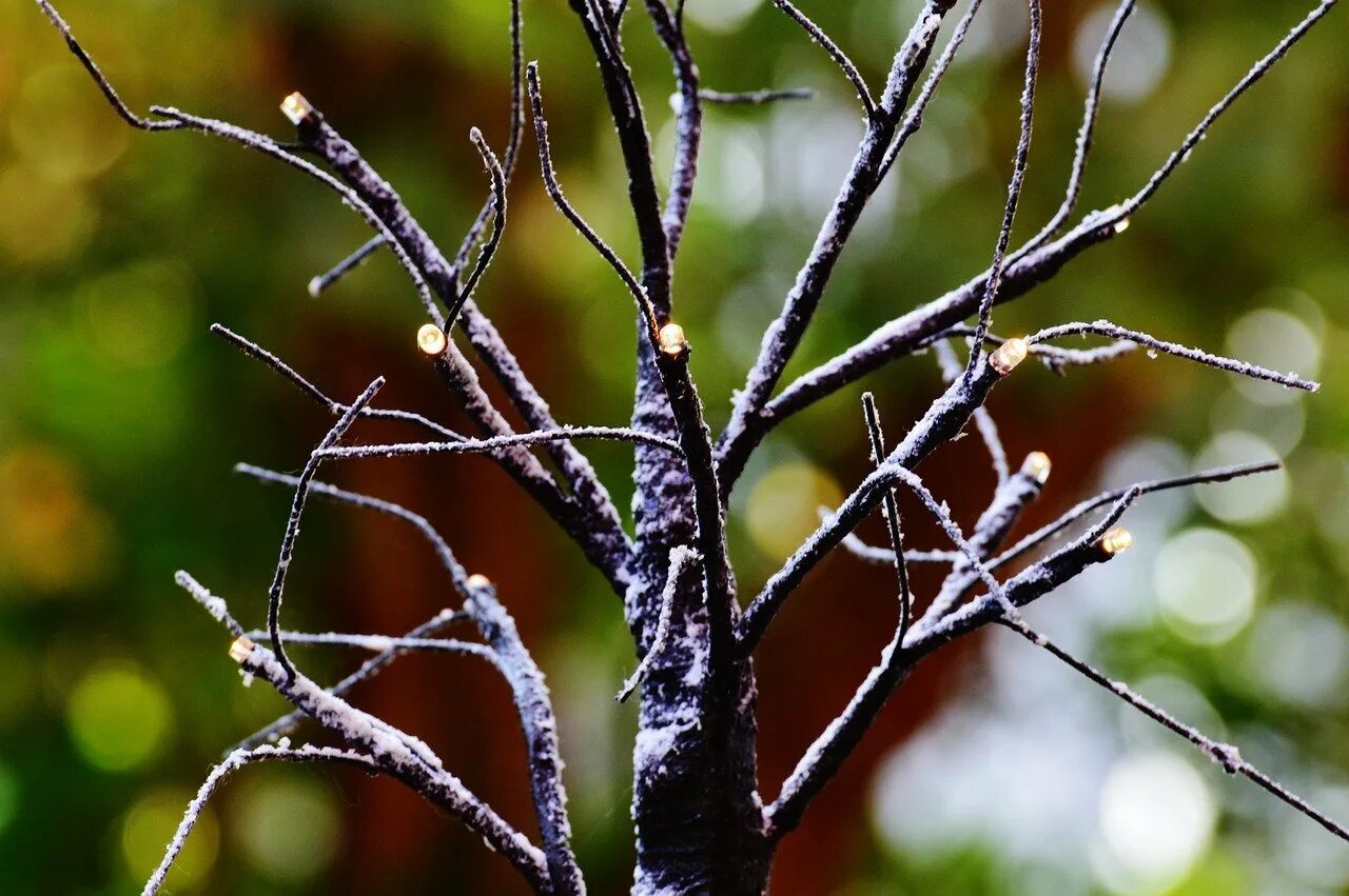 Ветка без листьев. Ветви деревьев. Ветка дерева. Ветка дерева. Ветви деревьев хлестать по стеклам.