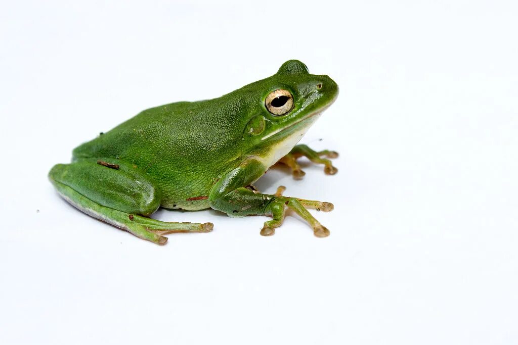 A frog 2