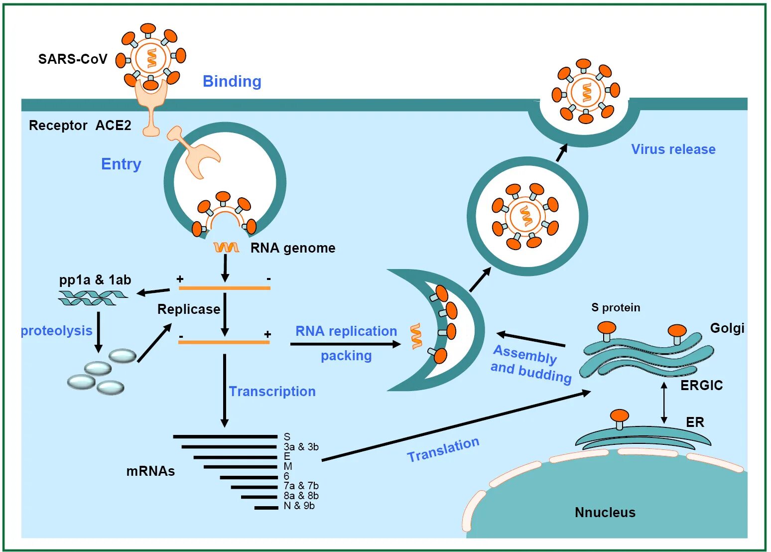 Антиген коронавирус sars cov 2. Жизненный цикл вируса SARS cov 2. Рецепторы клеток для SARS-cov-2. Цикл репликации коронавируса SARS-cov-2. Жизненный цикл коронавируса.