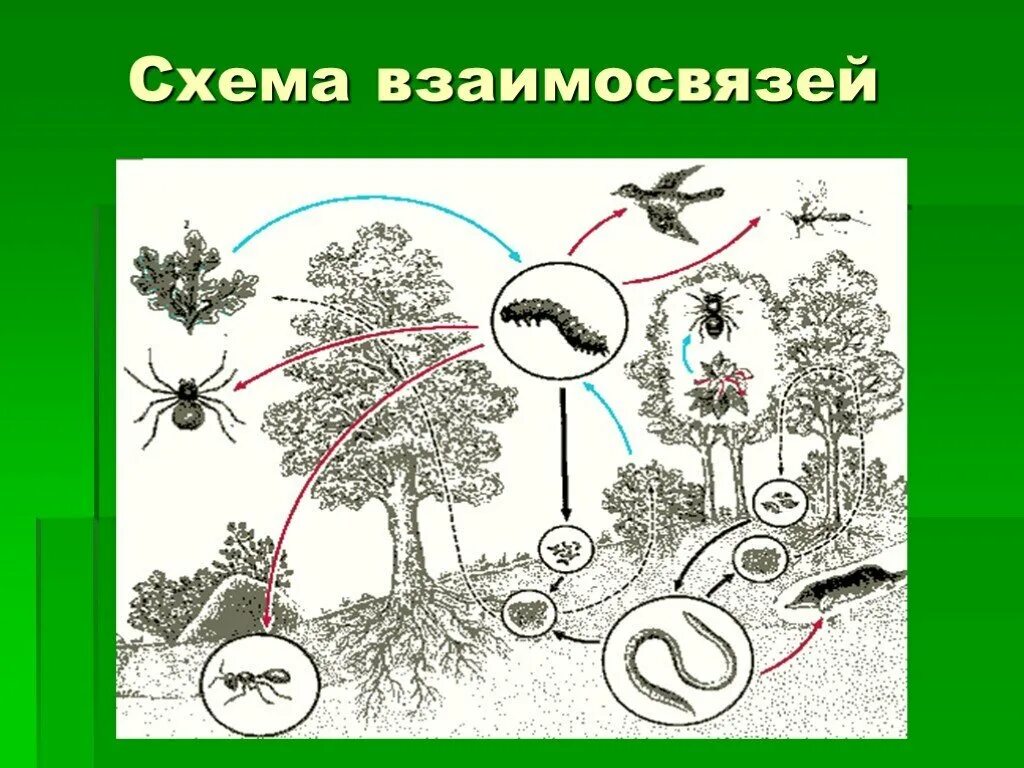 Схема невидимых нитей в весеннем лесу. Схема экосистема широколиственного леса. Схема взаимосвязи в природе. Схема биогеоценозашироколиственного леса. Экосистема леса рисунок.