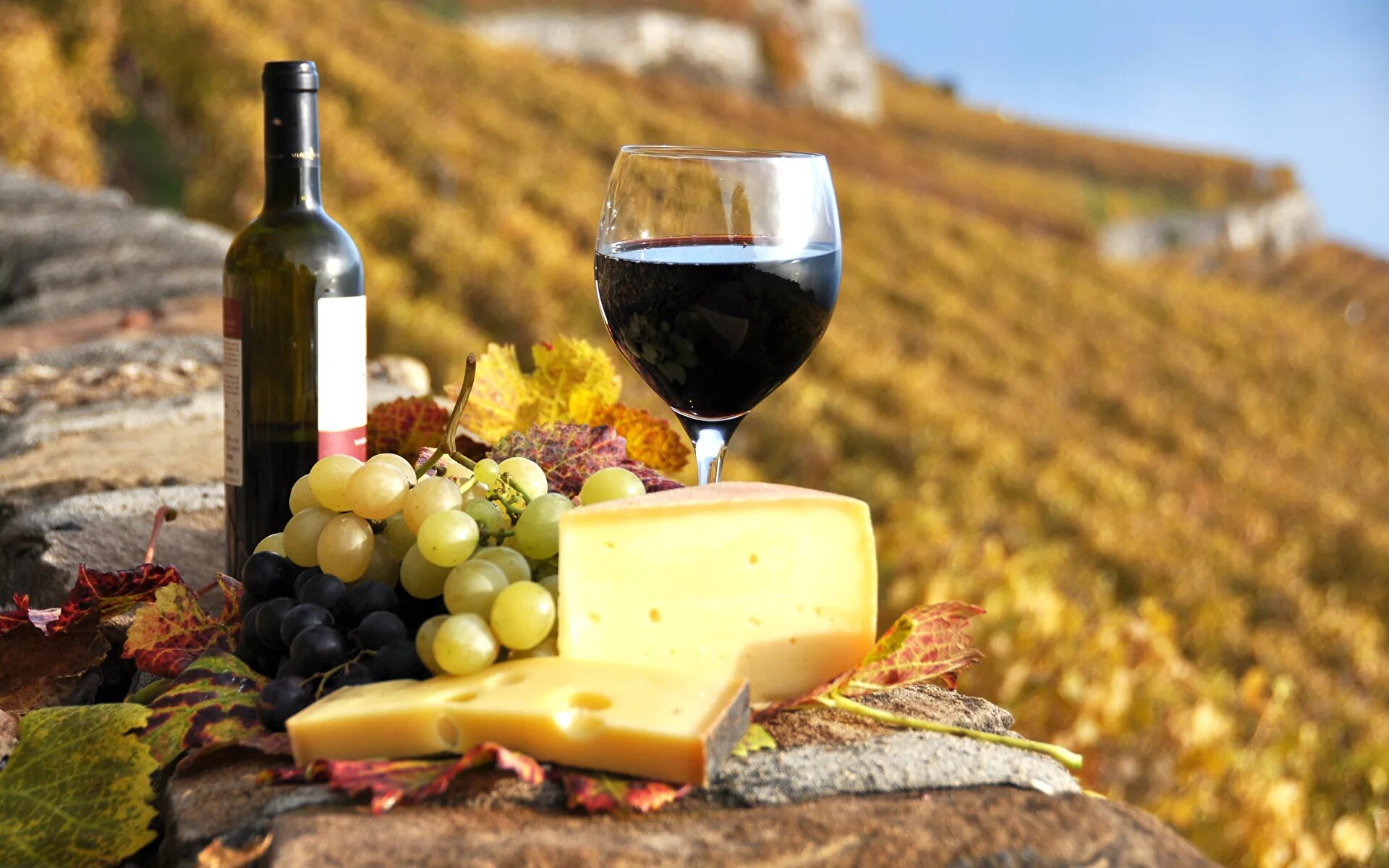 Картинку вине. Вино и сыр. Вино сыр виноград. Вино осень. Вино виноградники.