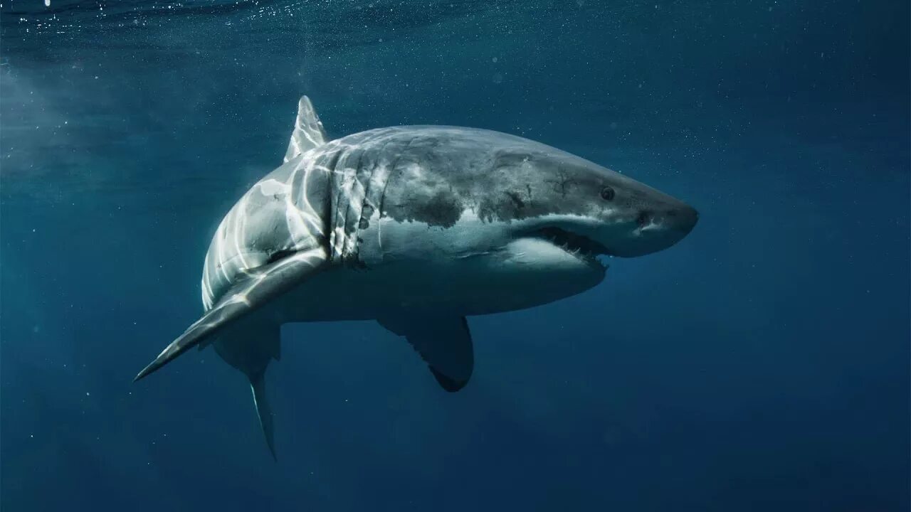 Как выглядит большая белая A new study published in Nature this week demonstrated that when pods of orcas e
