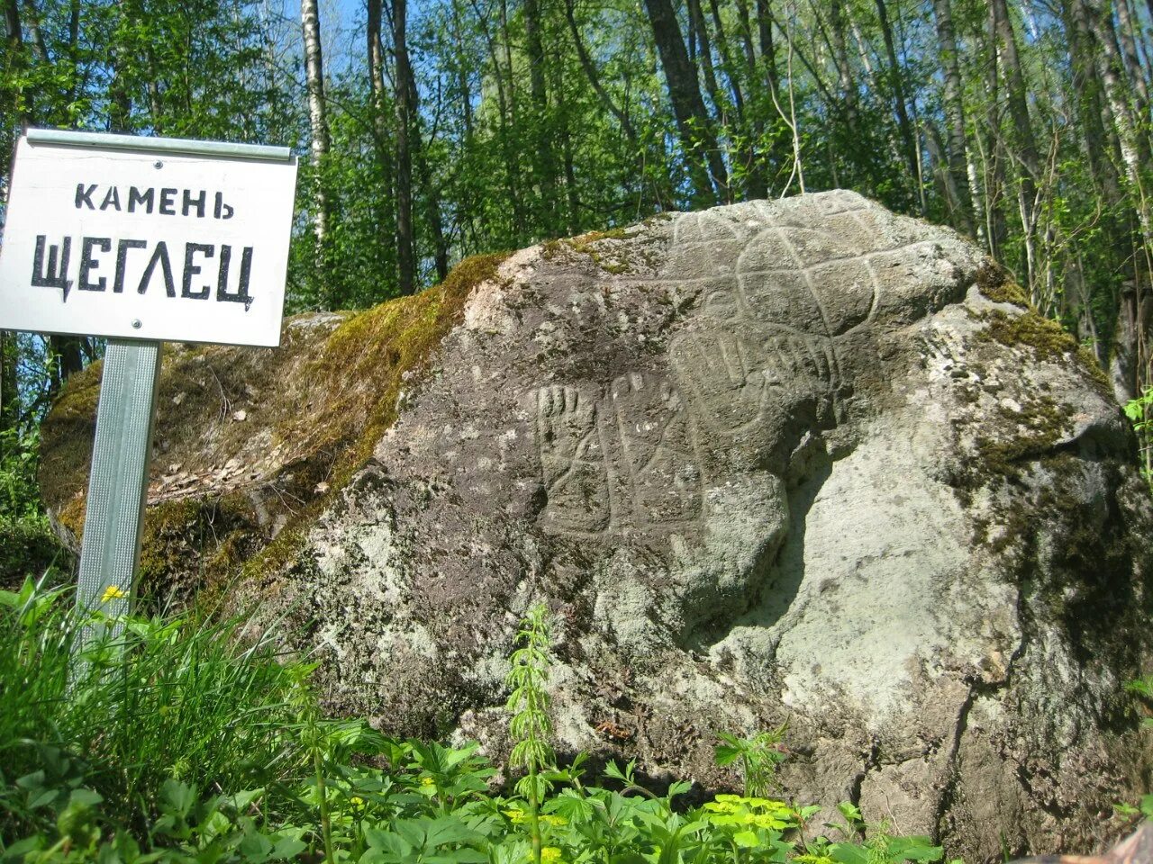 Камень умнее людей. Камень Щеглец Новгородская область. Камень в Новгородской области с петроглифами. Петроглифы Щеглец. Новгородской области – Щеглец на Вишере..